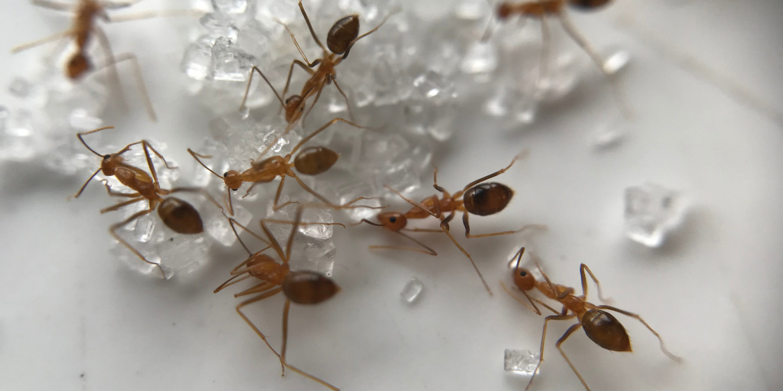 December Pest Problems in Victoria: What Homes and Businesses Should Watch For