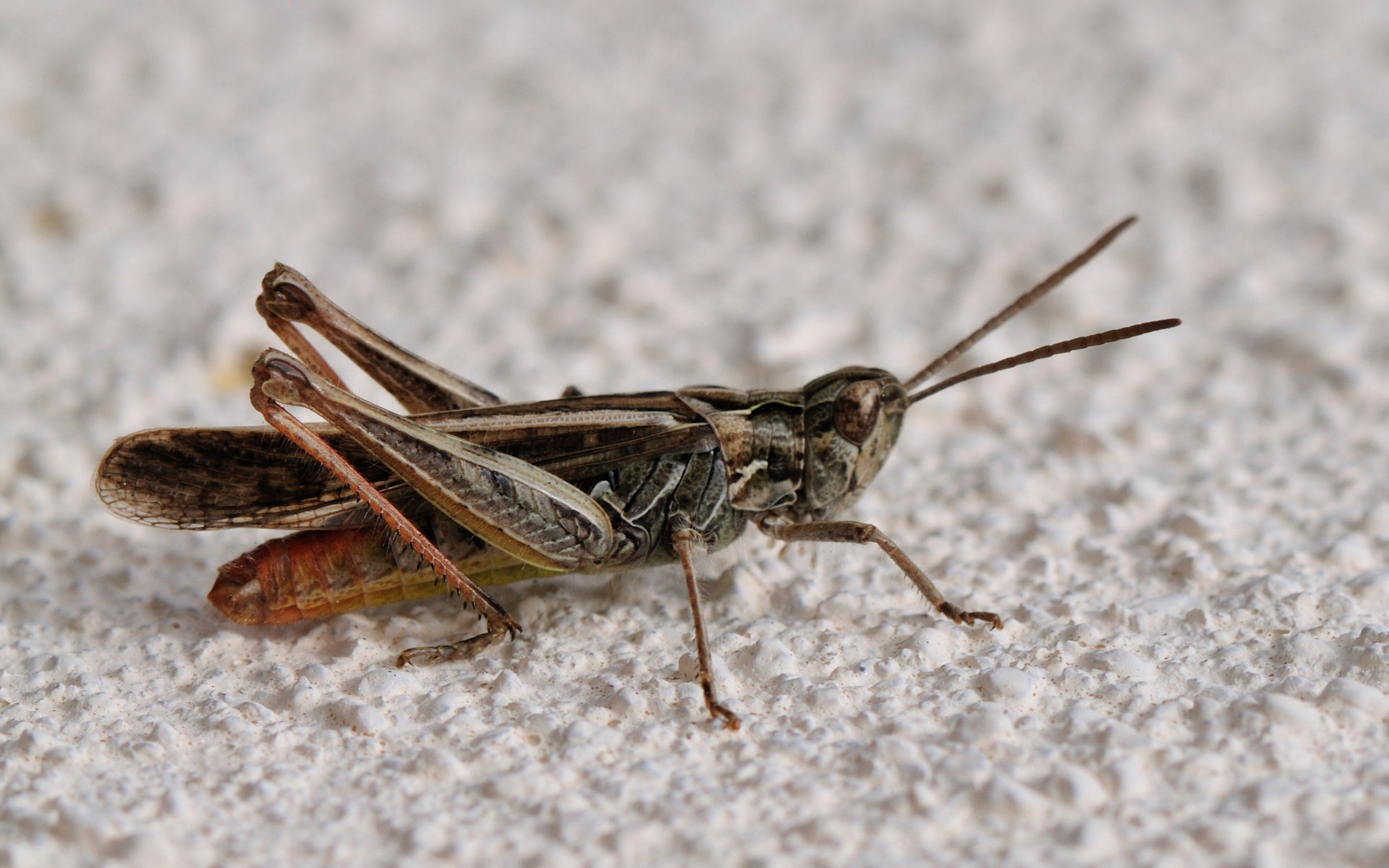 Are Crickets Damaging Your Property? What Homeowners Should Know