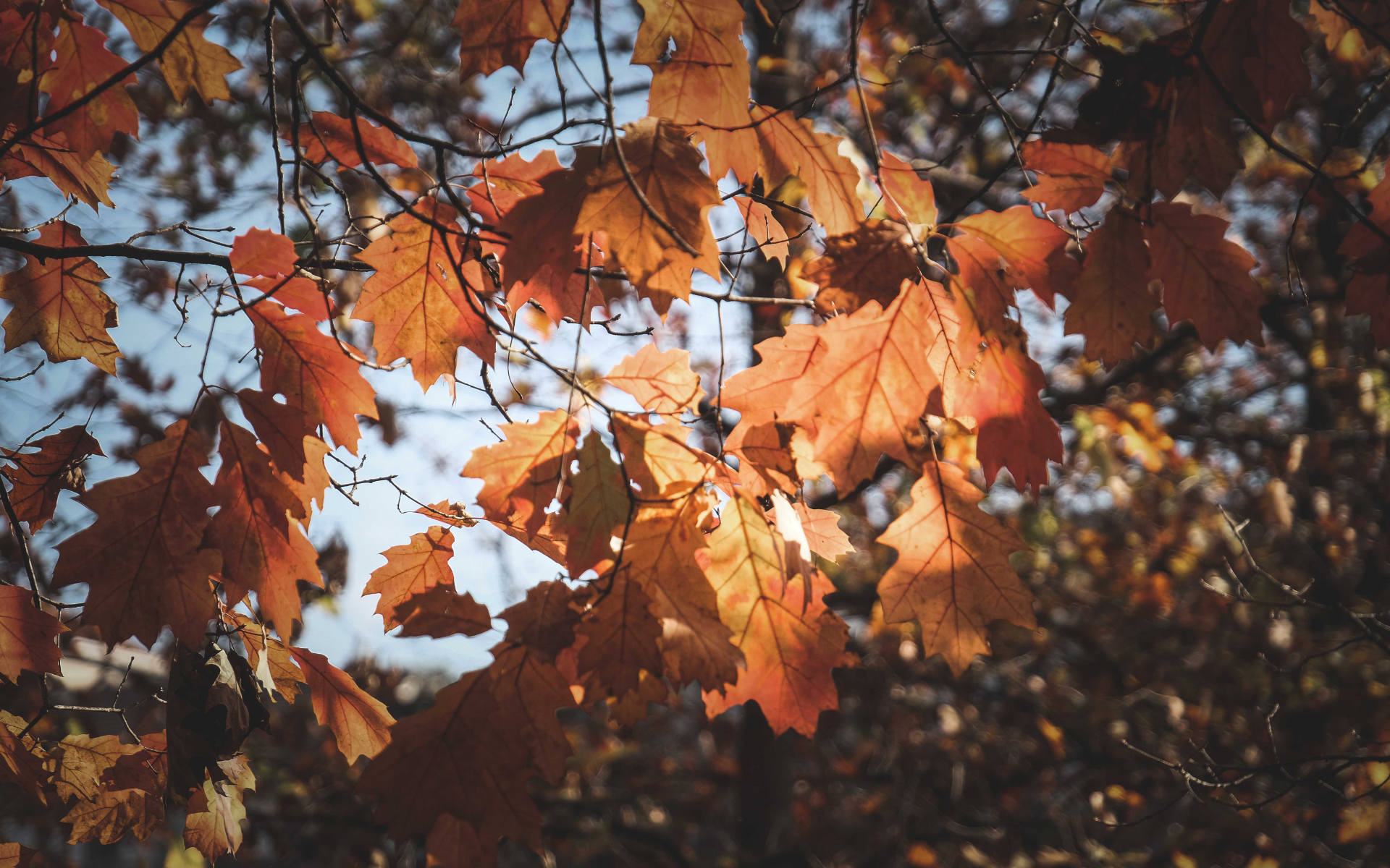 Do Pests Die Off in Autumn? Common Myths Explained